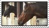 horse-two_orig.gif